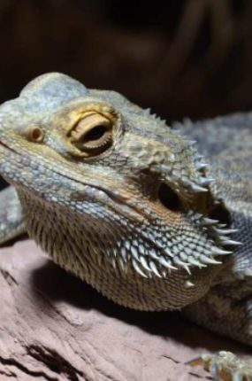 Black Bearded Dragon