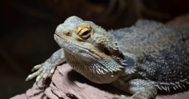 Black Bearded Dragon