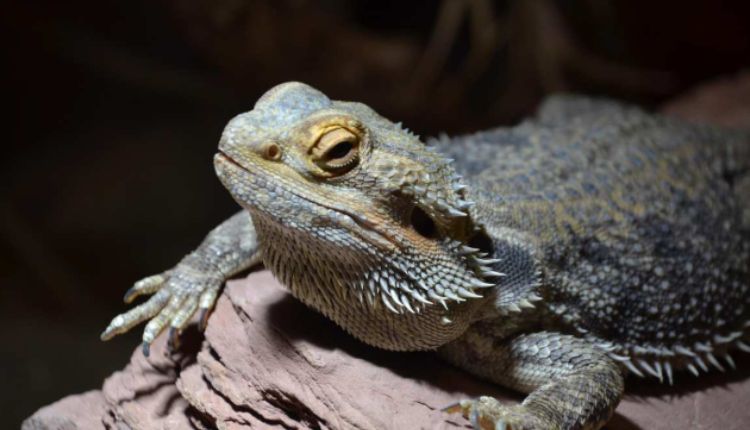Black Bearded Dragon