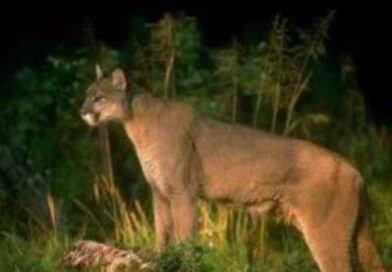 Mountain Lion Mounts